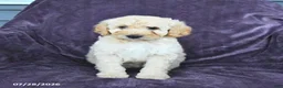 Cockapoo dogs for sale: Rick  - Ad 3