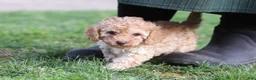 Cavapoo dogs for sale: Rosa - Ad 1