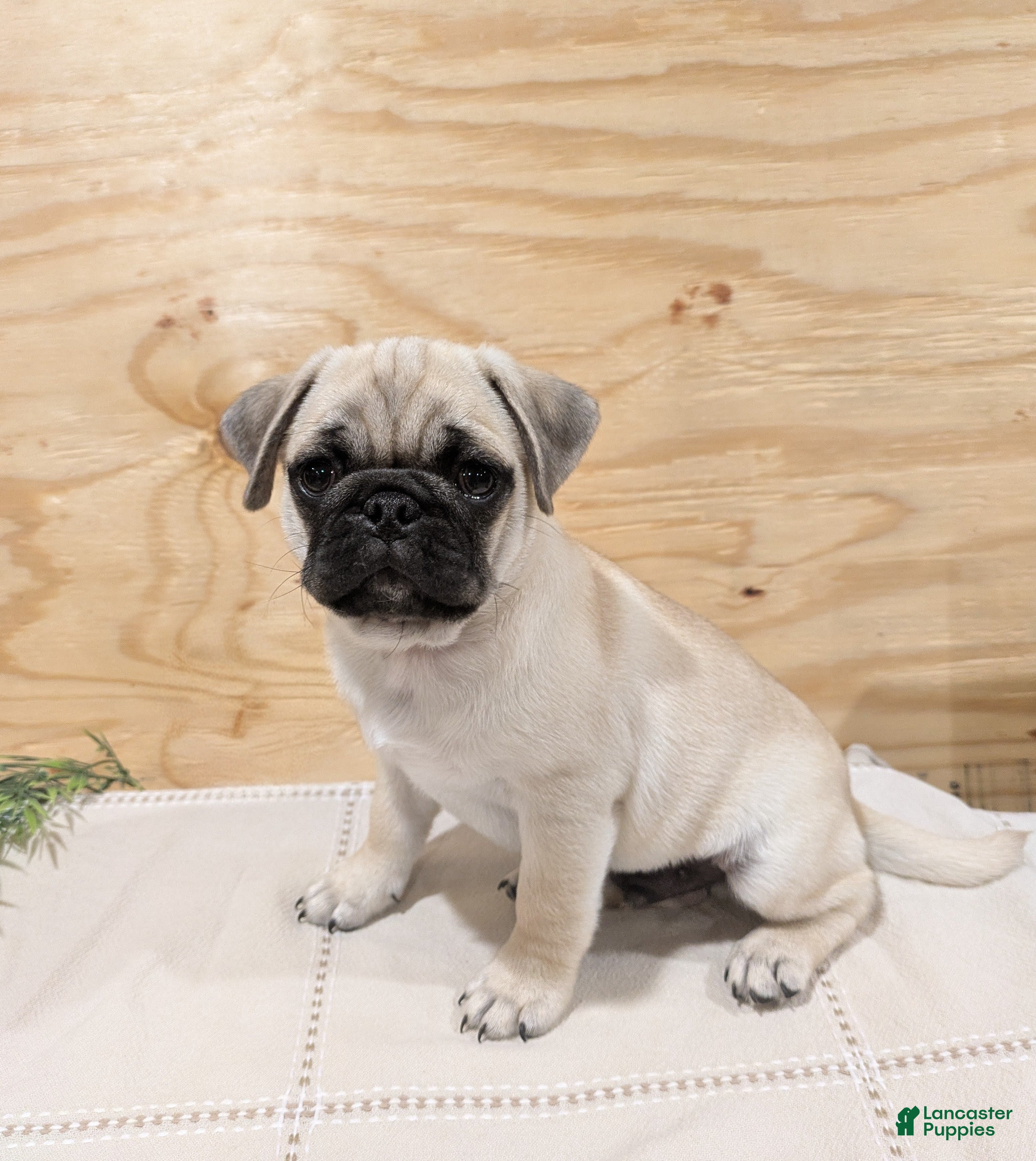 Pug dogs Laker - Ad 1