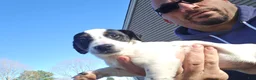 Jack Russell Terrier dogs for sale: Jack Russell Terrier 1 female 1 male - Ad 14