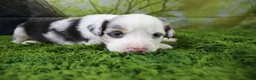 Miniature Australian Shepherd dogs for sale: Freedom - Ad 8