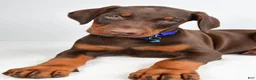 Doberman Pinscher dogs for sale: Harrison - Ad 5