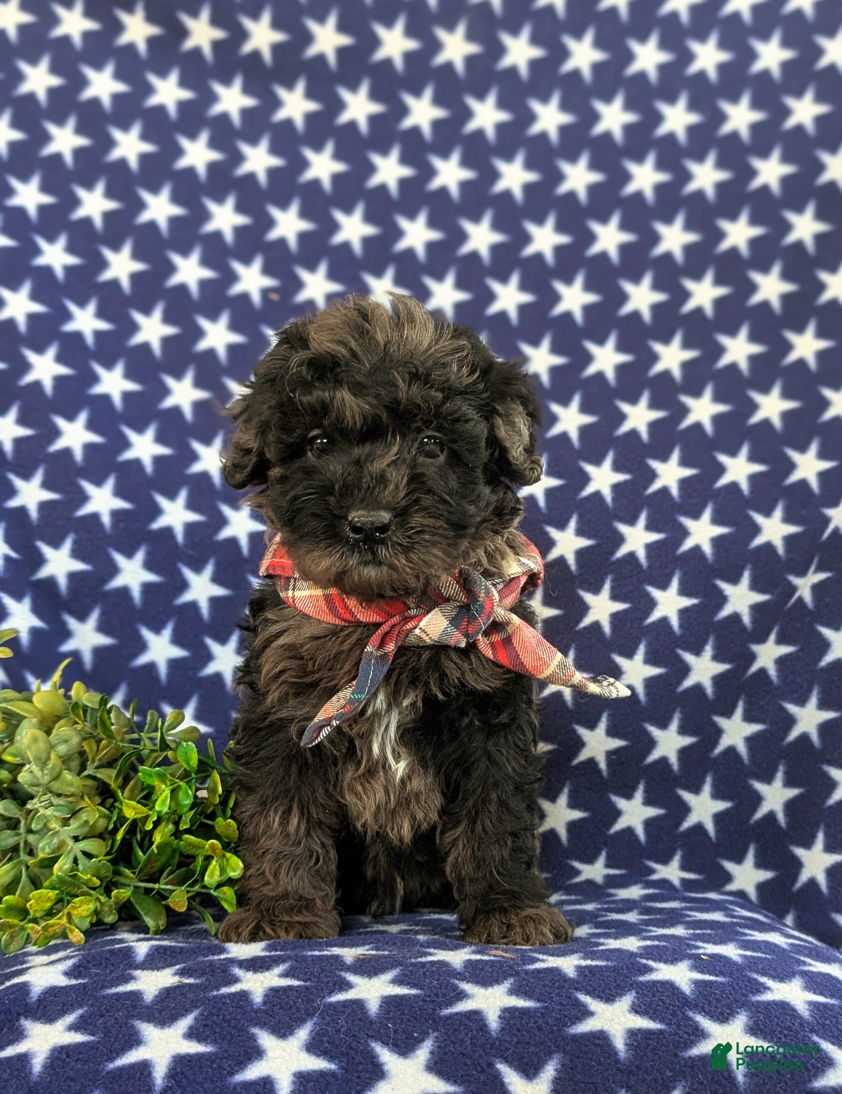 Cockapoo dogs Jasper Hypoallergenic - Ad 2