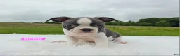Boston Terrier dogs for sale: Melody - Ad 5