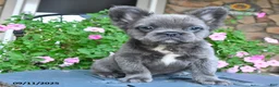 French Bulldog dogs for sale: Fluffy - Ad 2