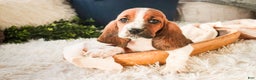 Basset Hound dogs for sale: Ainslie - Ad 5