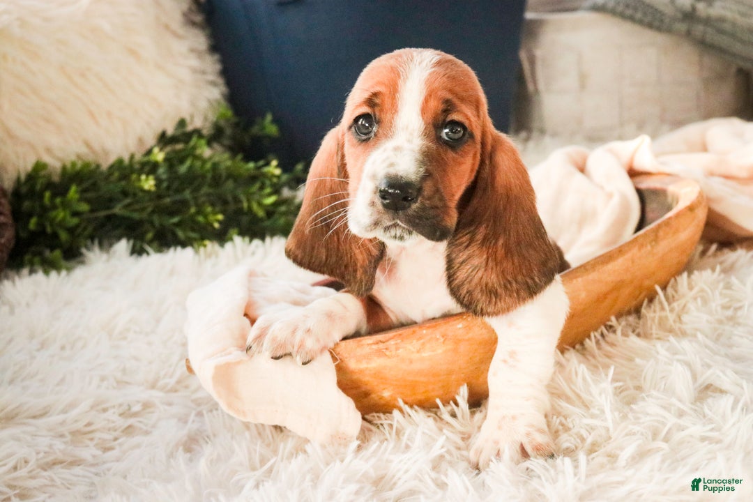 Basset Hound dogs for sale: Ainslie - Ad 5