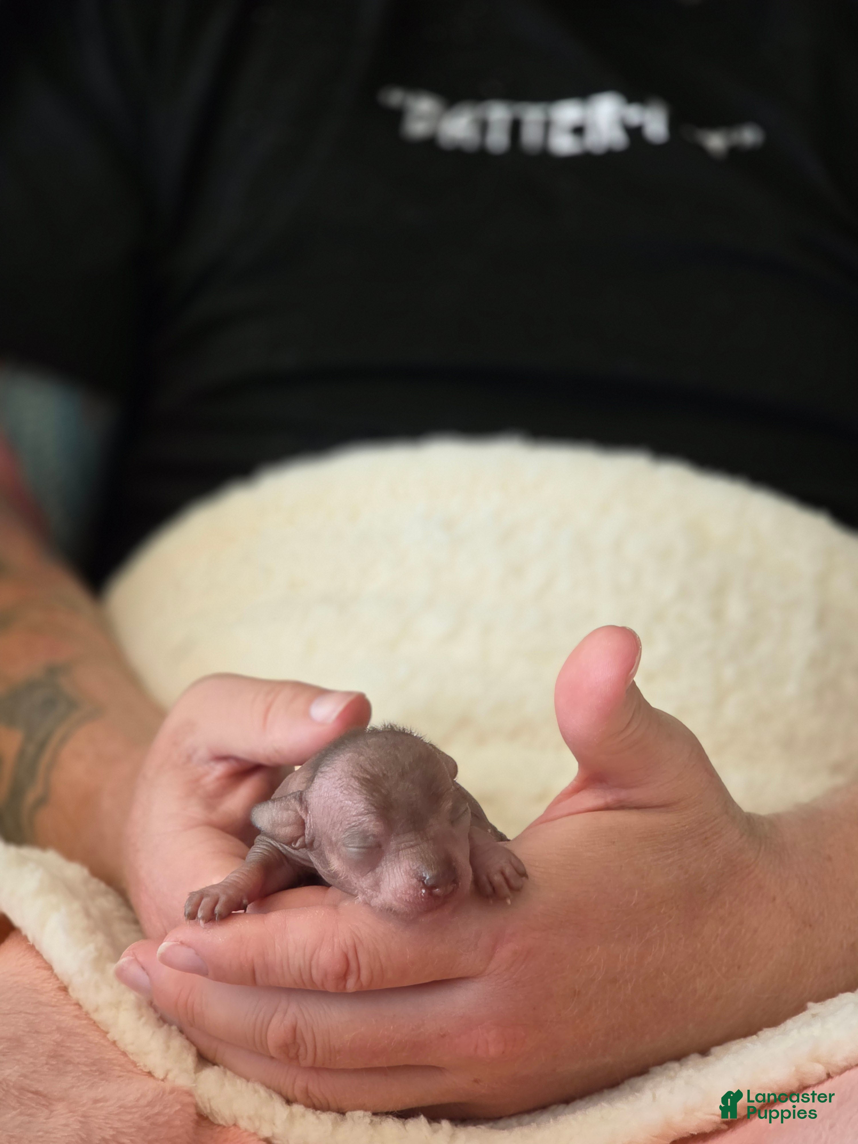 Mixed Breed dogs Ryoko  - Ad 2