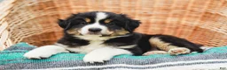 Miniature Australian Shepherd dogs for sale: Fern - Ad 2