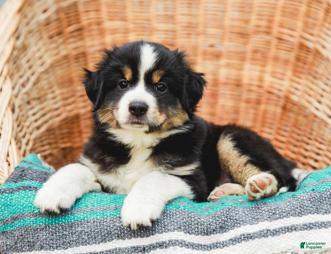 Miniature Australian Shepherd dogs for sale: Fern - Ad 2