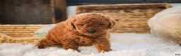 Miniature Poodle dogs for sale: Farley - Ad 7