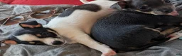 Mixed Breed dogs for sale: Pixie - Ad 6