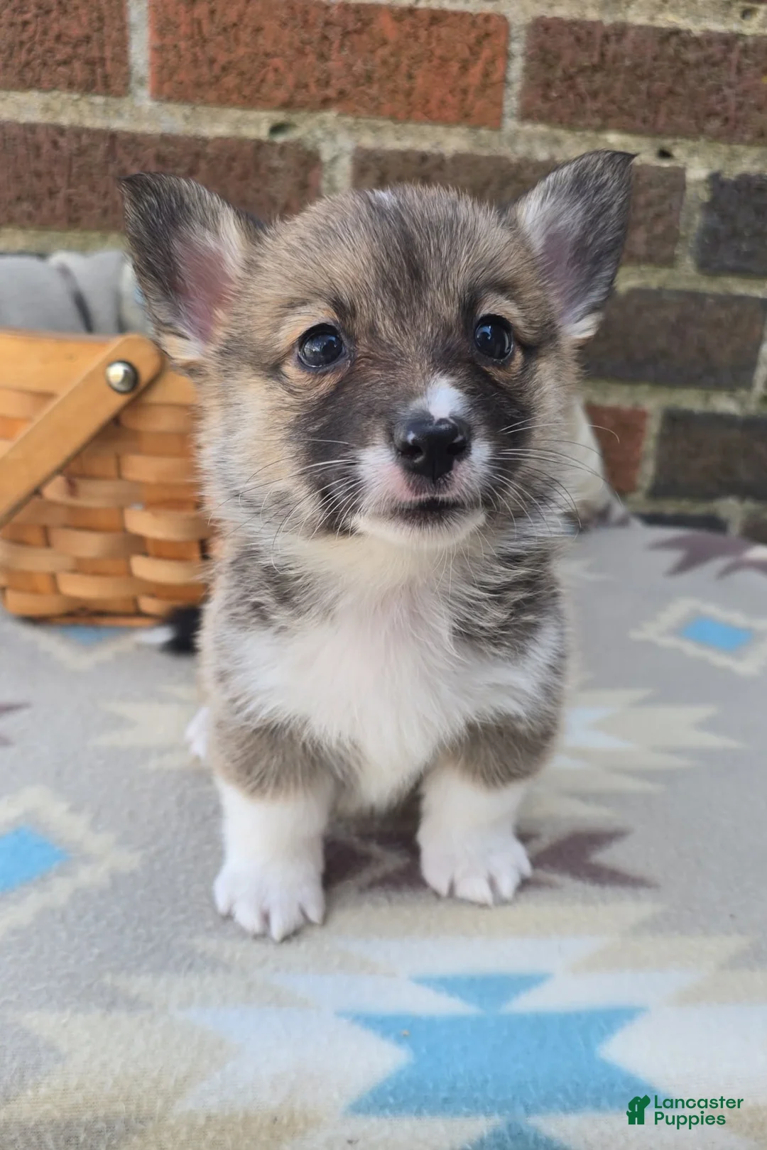 Welsh Corgi Pembroke dogs for sale: Welsh Corgi Pembroke Puppy 5 - Ad 2