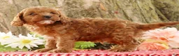 Cavapoo dogs for sale: Jack - Ad 5