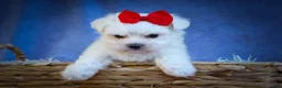 Maltese dogs for sale: Mirella🎀 - Ad 10
