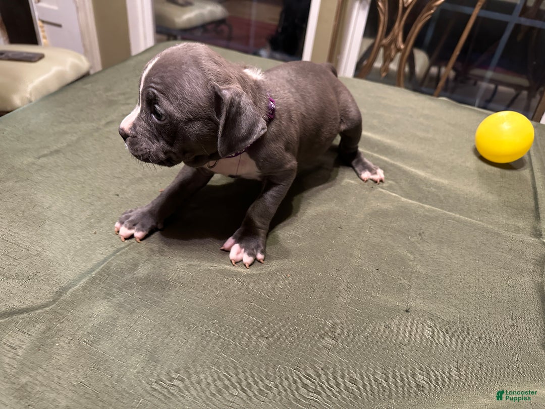 American Bully dogs for sale: Sadie (Purple) ABKC Blue - Ad 8