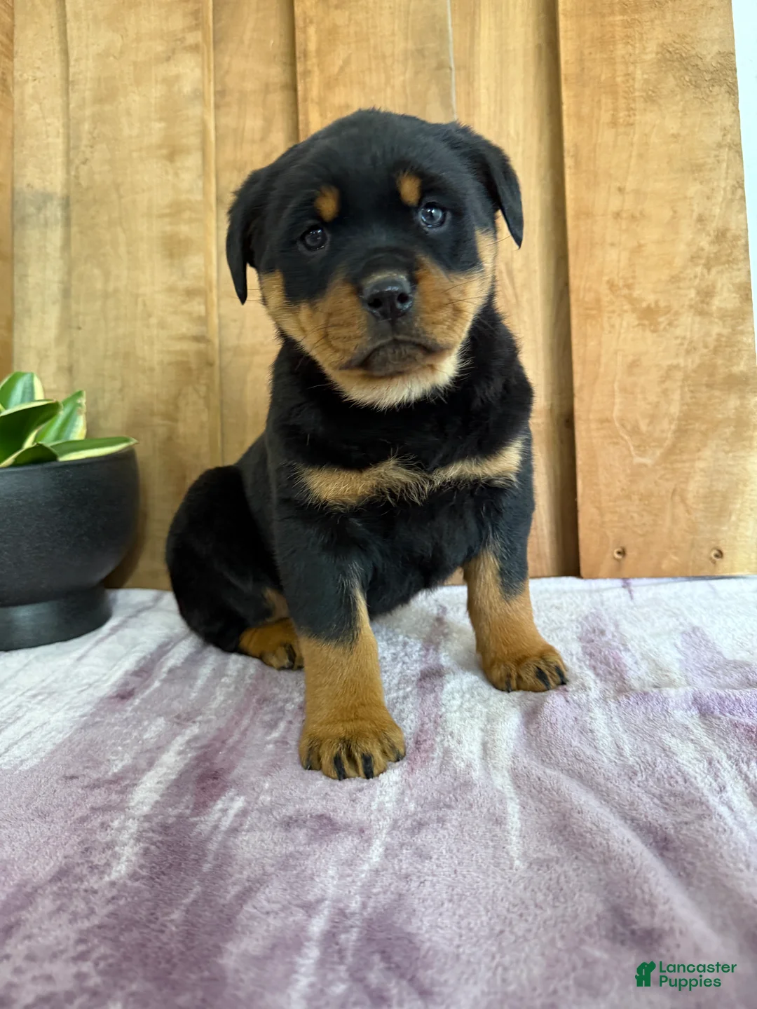 Rottweiler dogs for sale: Lacie - Ad 10