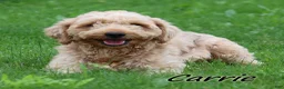 Mini Goldendoodle dogs for sale: Chester - Ad 4
