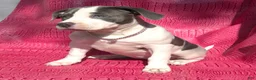 American Bully dogs for sale: MEG THA STALLION - Ad 6