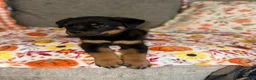 Rottweiler dogs for sale: Rottweiler 1 - Ad 4