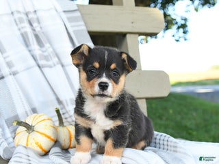 Welsh Corgi Pembroke dogs - Ad 33