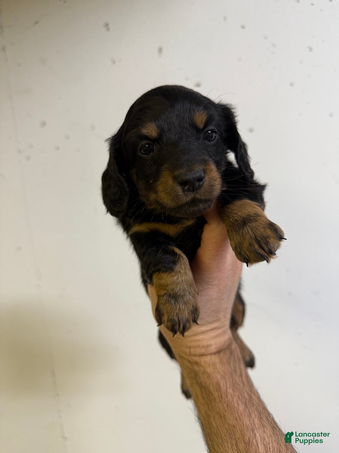 Miniature Dachshund dogs for sale: Mia LH  - Ad 1