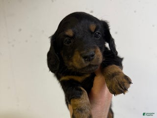 Miniature Dachshund dogs Mia LH - Ad 32