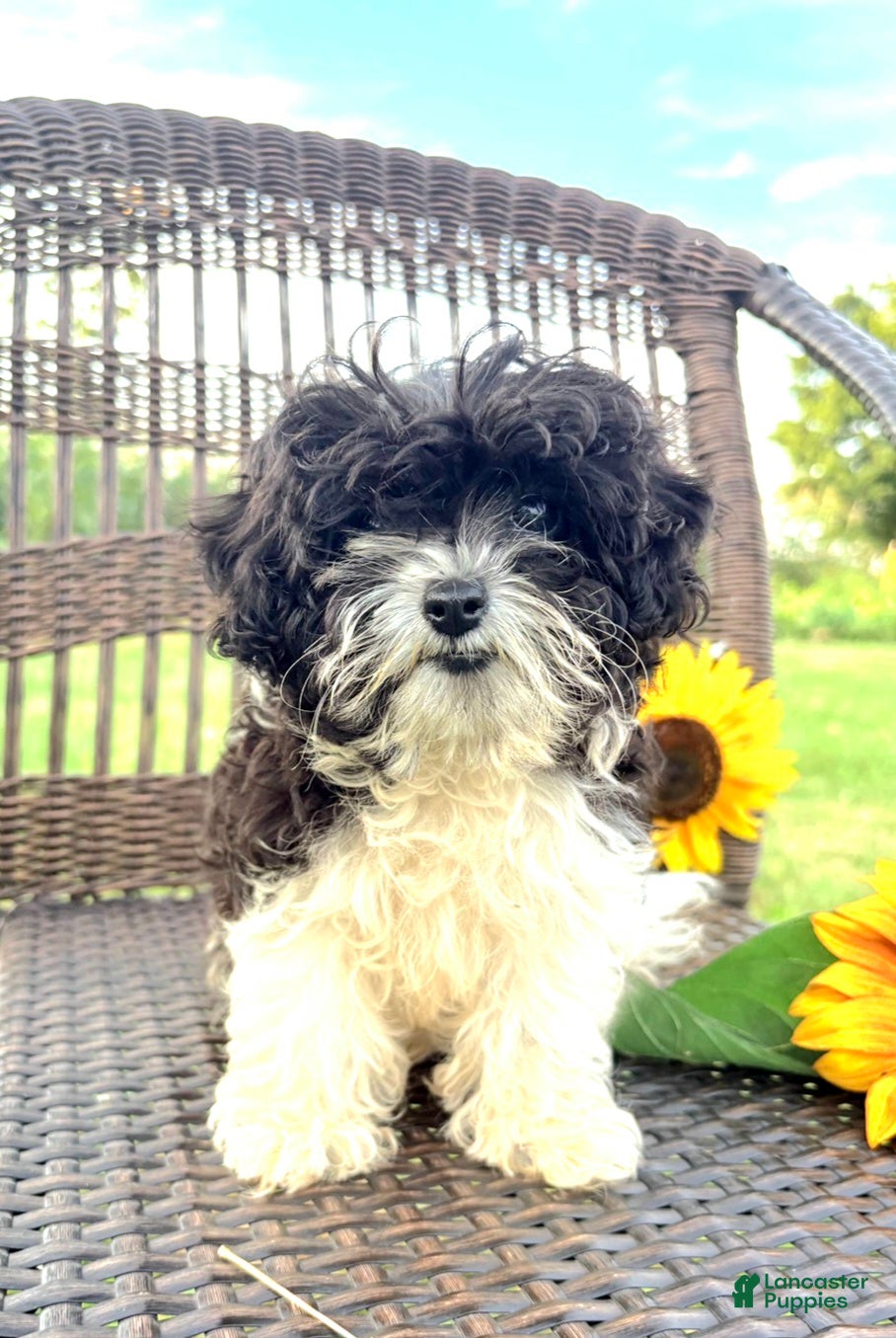 Cavapoo dogs Star TEACUP size - Ad 2