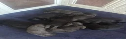 Cane Corso dogs for sale: Cane Corso Puppy 1 - Ad 2