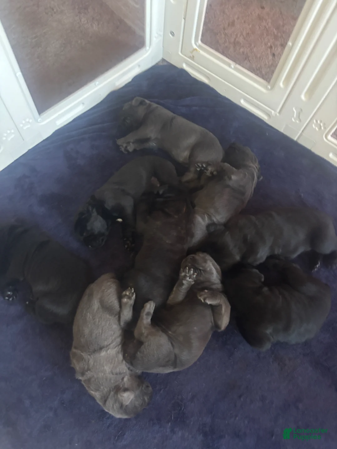 Cane Corso dogs for sale: Cane Corso Puppy 1 - Ad 2