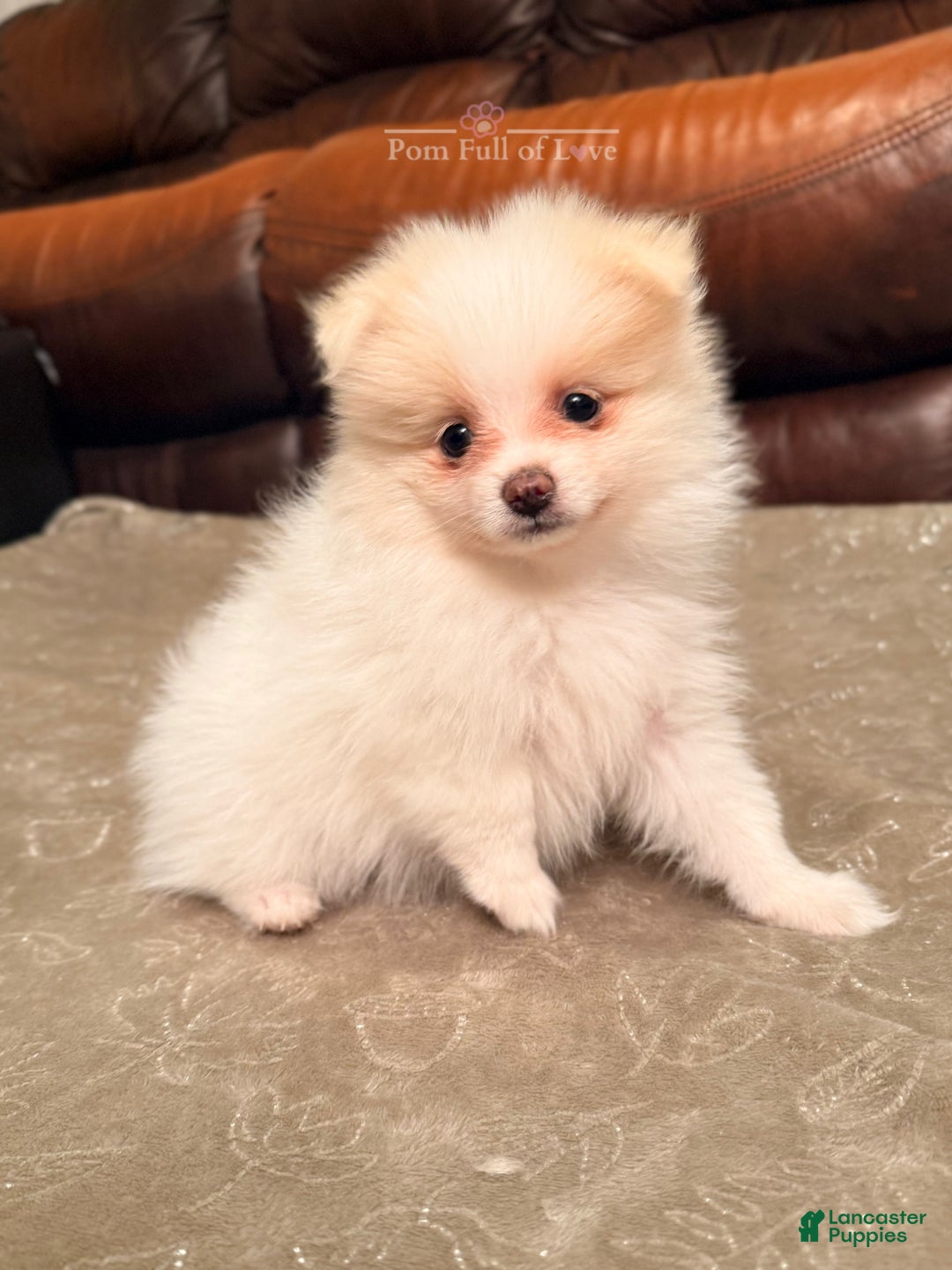 Pomeranian dogs for sale: AKC Aurora - Ad 3
