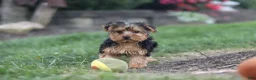 Yorkiepoo dogs for sale: Beckham - Ad 14