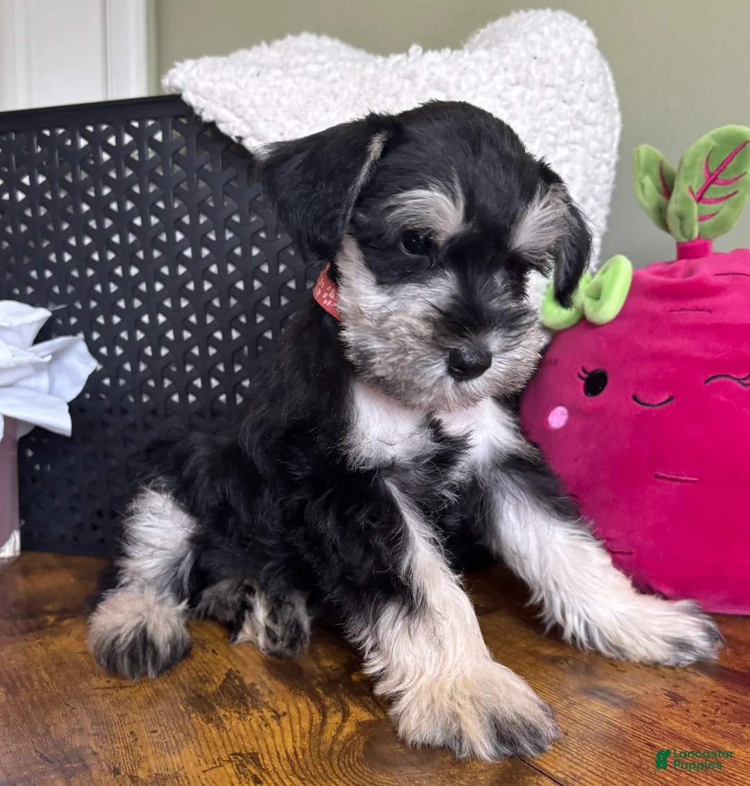 Miniature Schnauzer dogs for sale: Daisy - Ad 2