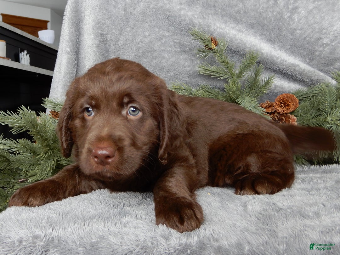 Labradoodle dogs for sale: Mrs. Claus  - Ad 5