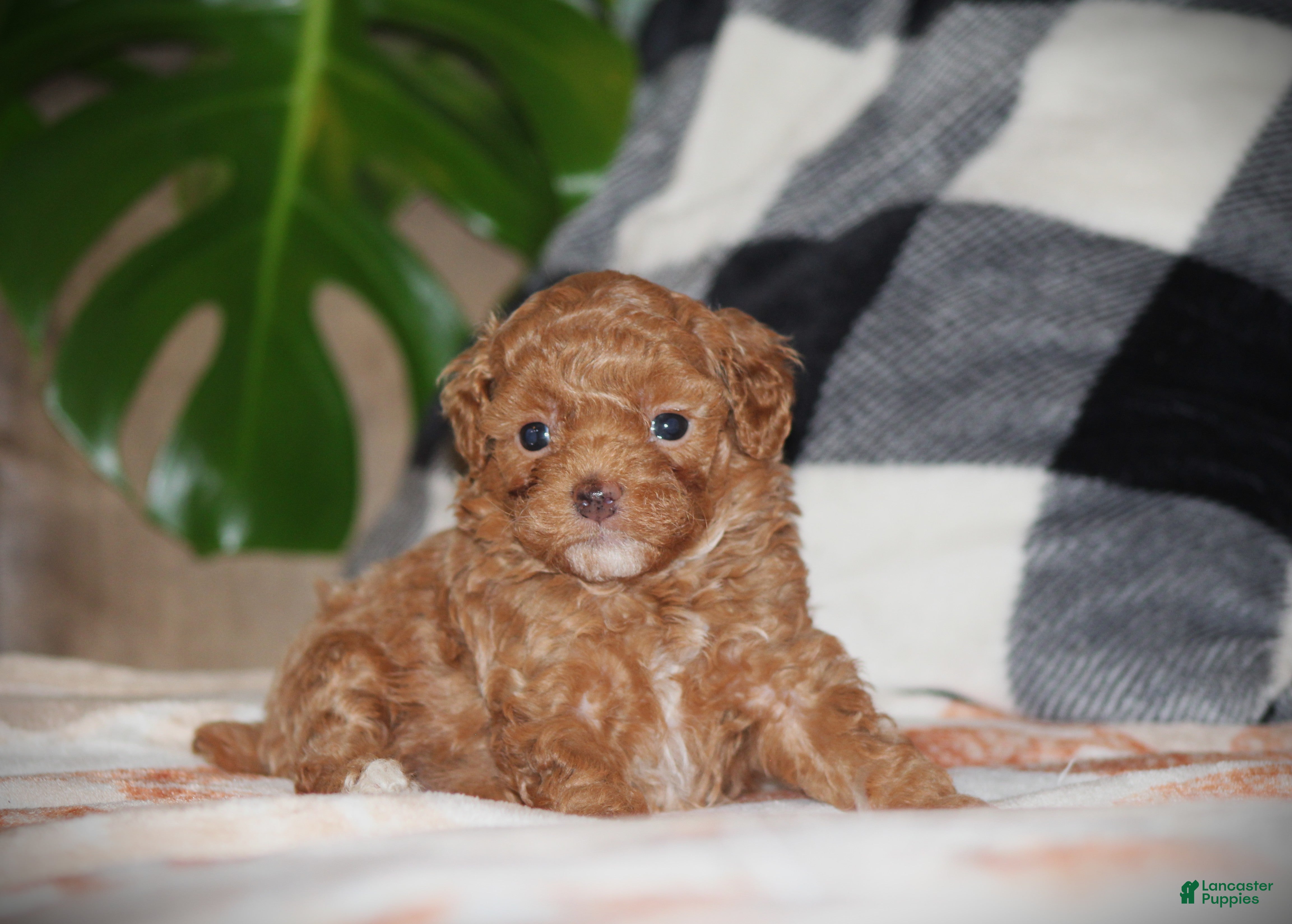 Toy Poodle dogs Sahara - Ad 2