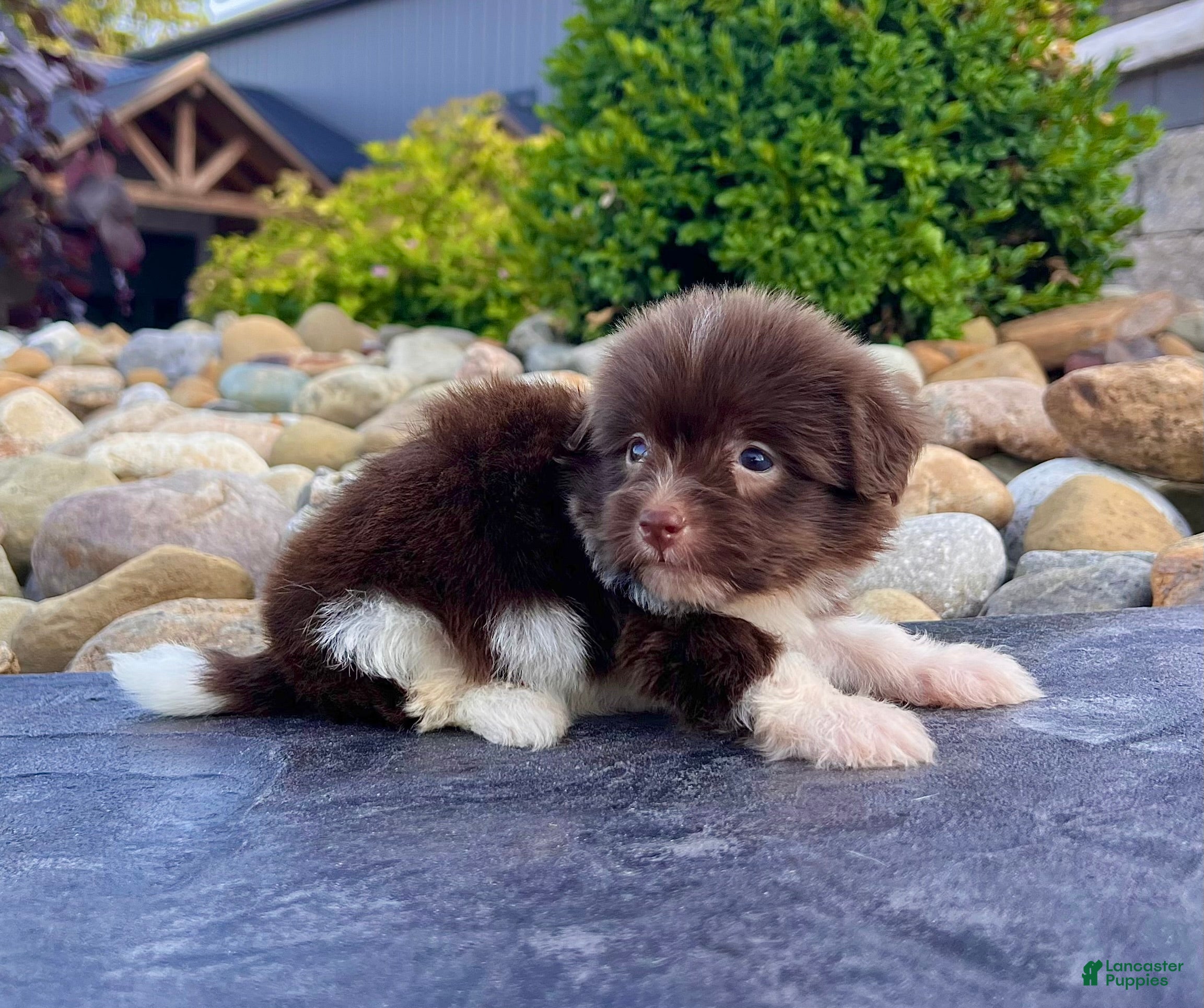 Havanese dogs Abel - Ad 2