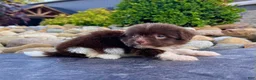 Havanese dogs for sale: Abel - Ad 2