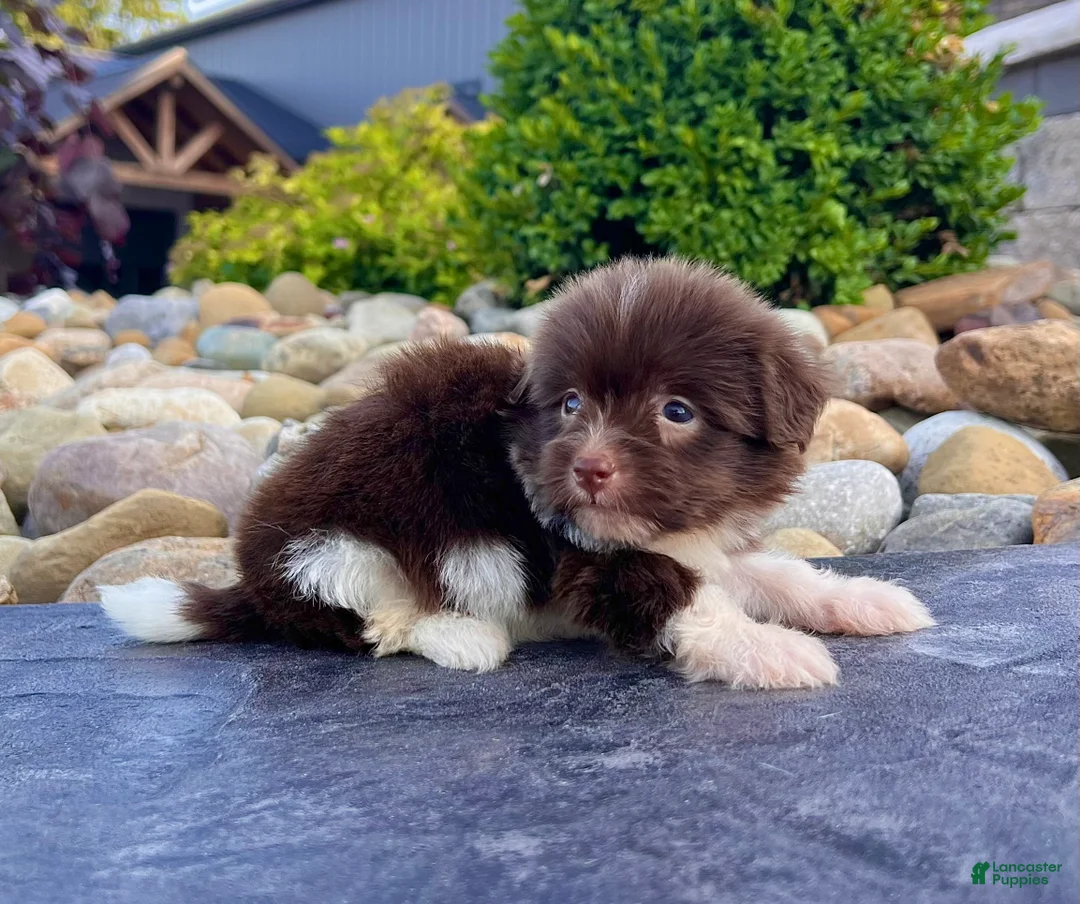 Havanese dogs for sale: Abel - Ad 2