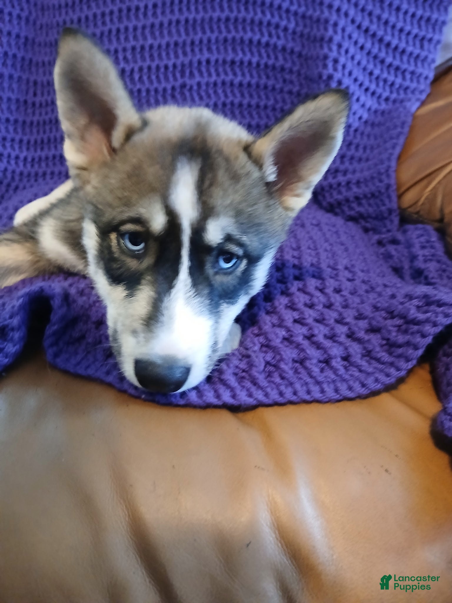 Siberian Husky dogs Siberian Husky Puppy 6 - Ad 29