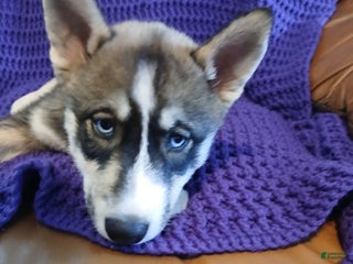 Siberian Husky dogs Siberian Husky Puppy 6 - Ad 22