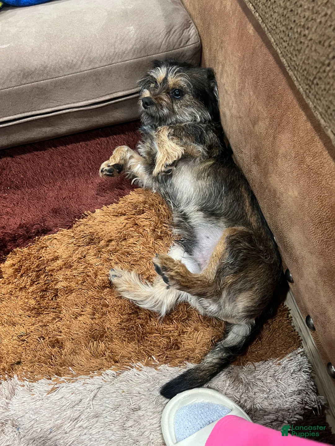 Mixed Breed dogs for sale: Mixed Breed Puppy 2 - Ad 4