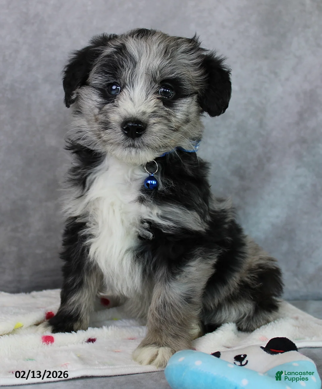 Mini Aussiedoodle dogs for sale: Bingo - Ad 4