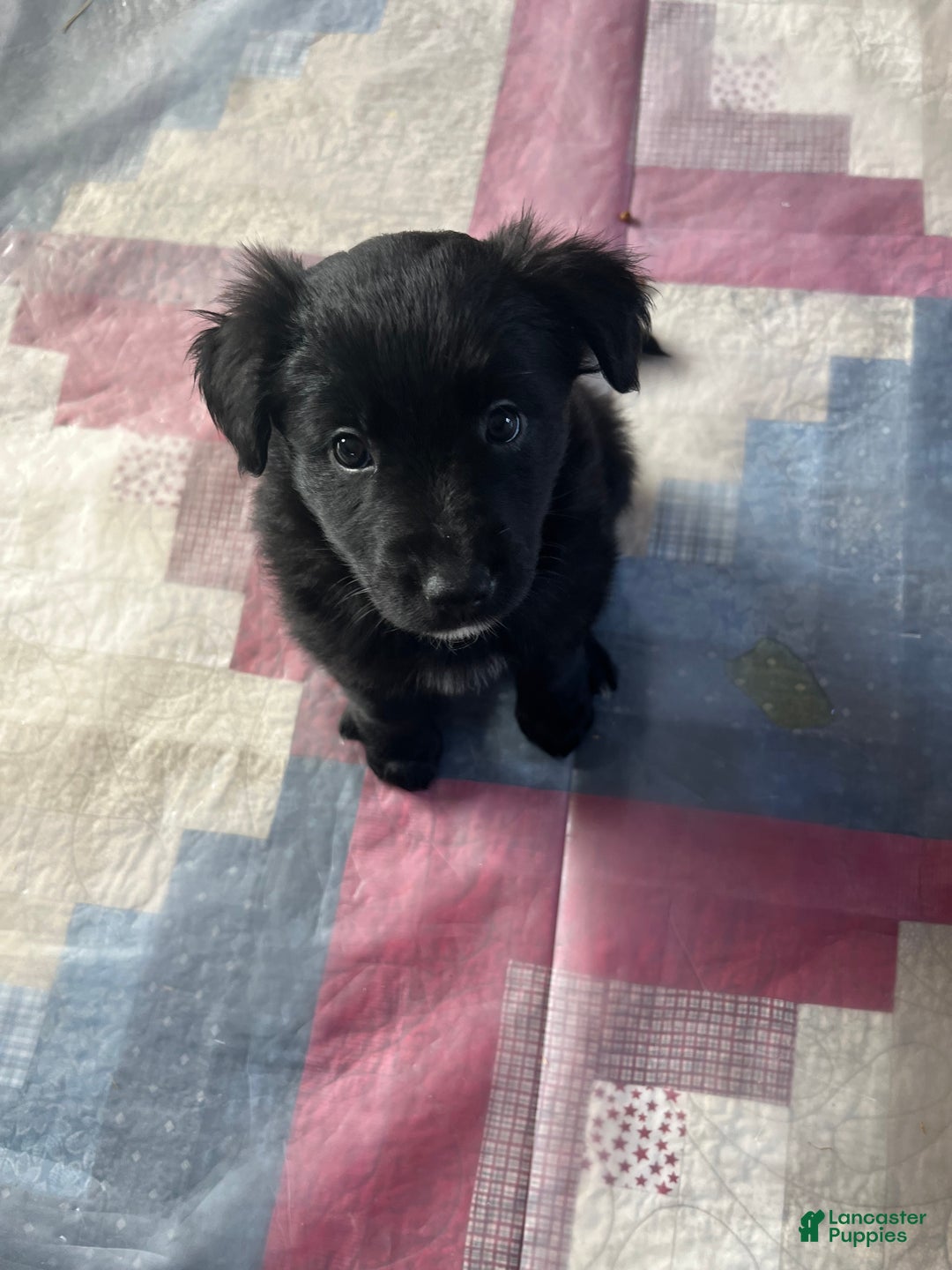Mixed Breed dogs for sale: Belle - Ad 2
