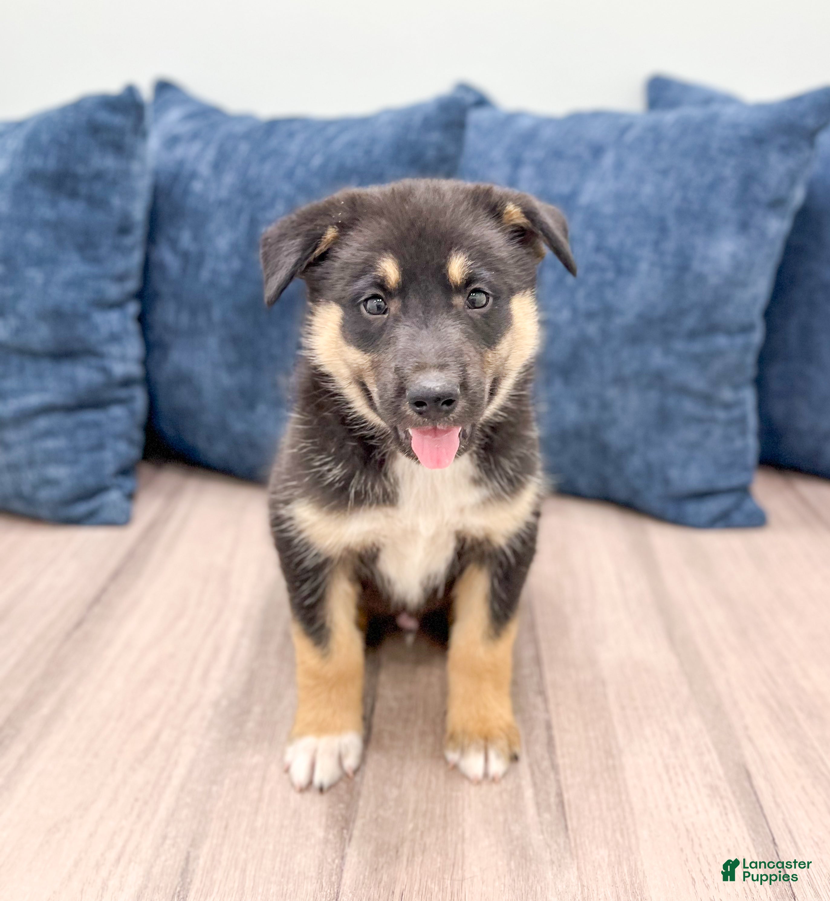 Gerberian Shepsky Puppies for sale | Lancaster Puppies