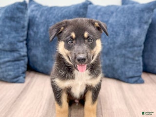 Lab Shepsky Gerberian Shepsky Puppies for sale | Lancaster Puppies