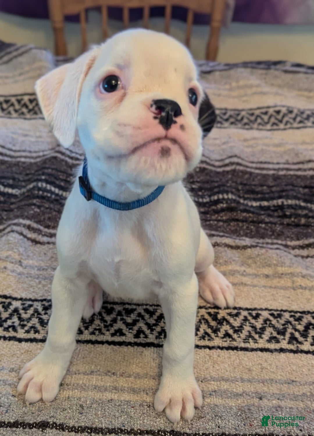 Nice Male Boxer Dog Male Boxer White Boxer Dog For Sale Male Boxer