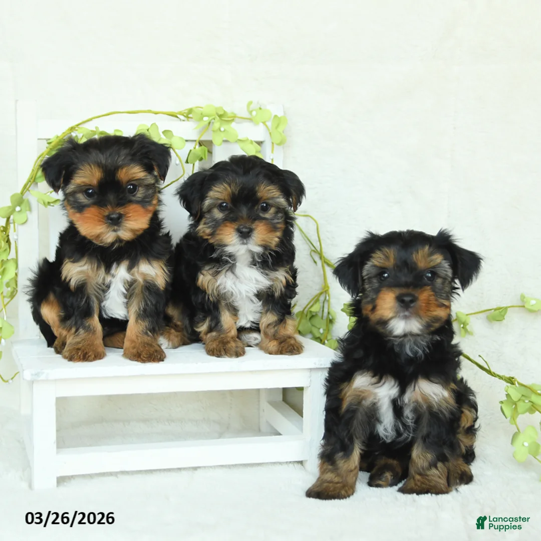 Yorkshire Terrier dogs for sale: Snickers - Ad 5