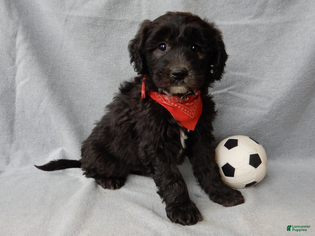 Sheepadoodle dogs for sale: Thunder - Ad 1