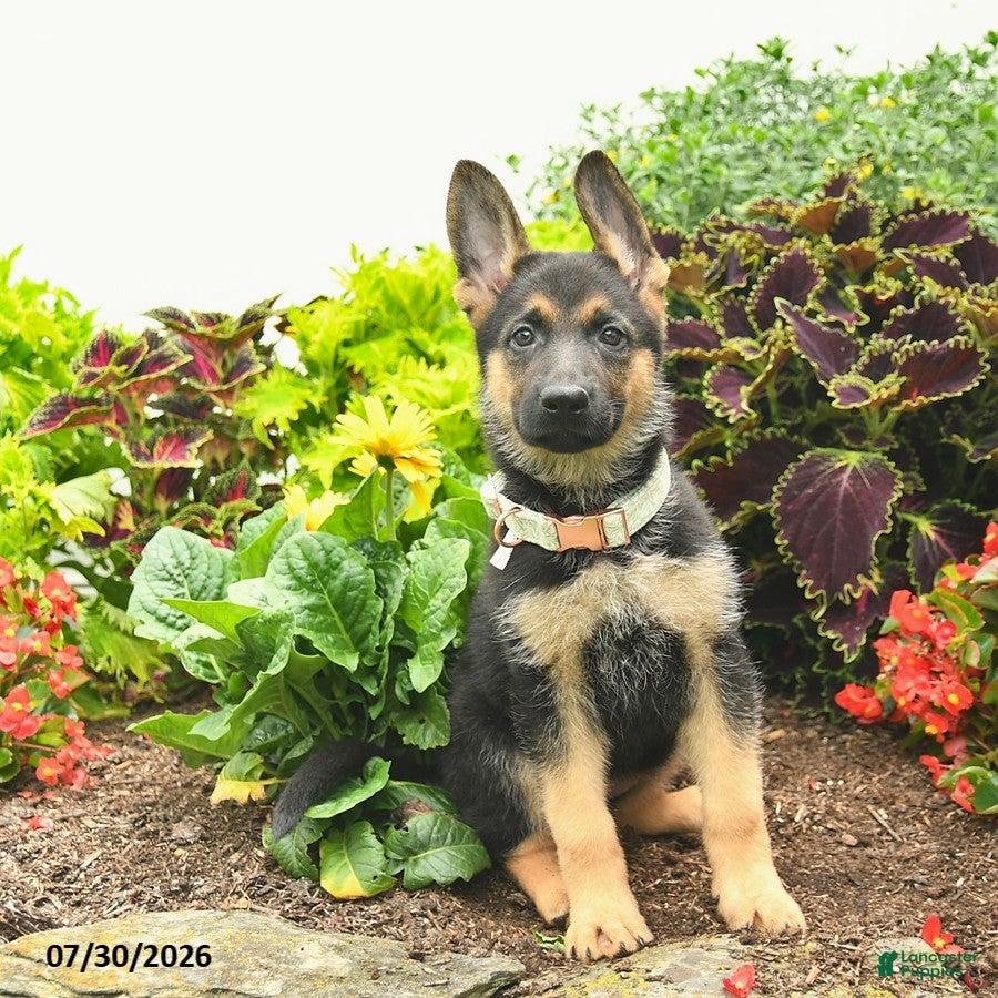 German Shepherd dogs Princess   - Ad 2