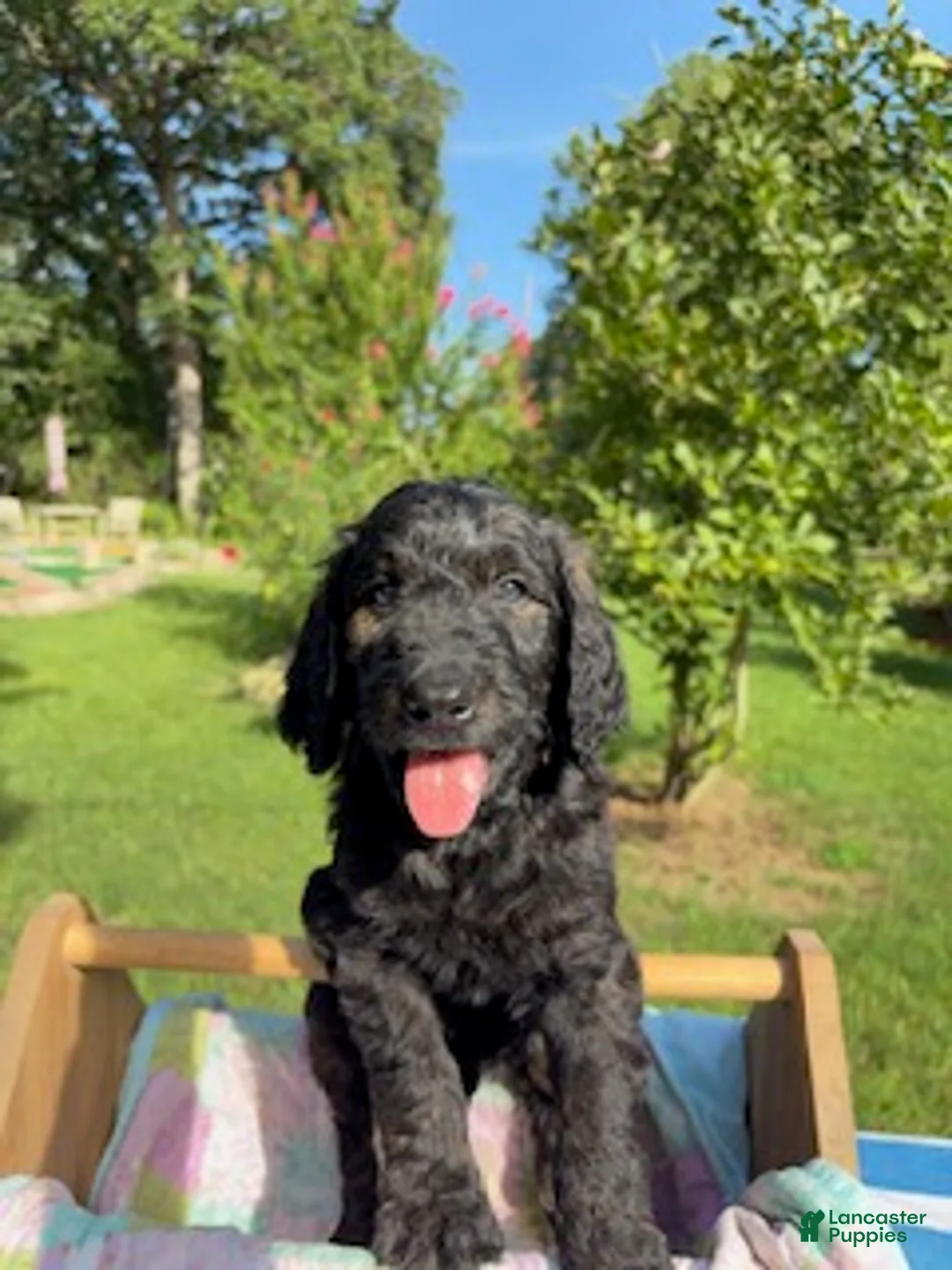 Goldendoodle dogs for sale: Henry - Ready for Delivery - Ad 1